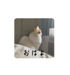 きぬ #4（個別スタンプ：1）