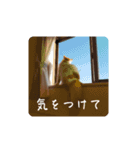 きぬ #4（個別スタンプ：4）