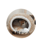 きぬ #4（個別スタンプ：5）