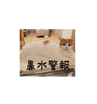 きぬ #4（個別スタンプ：6）