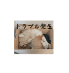 きぬ #4（個別スタンプ：7）