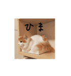 きぬ #4（個別スタンプ：11）