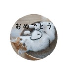 きぬ #4（個別スタンプ：15）