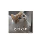 きぬ #4（個別スタンプ：16）