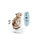 利光春華 猫たちの物語 vol.01 スタンプ（個別スタンプ：17）