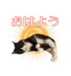 愛猫ミレくん（個別スタンプ：3）