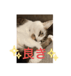 ゆきちゃんファミリー❤️（個別スタンプ：8）