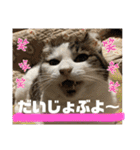 ゆきちゃんファミリー❤️（個別スタンプ：20）