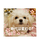 LUNA＆SEAだワン！！会話楽しんでねー（個別スタンプ：1）