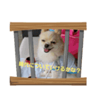 LUNA＆SEAだワン！！会話楽しんでねー（個別スタンプ：4）