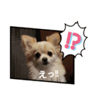 LUNA＆SEAだワン！！会話楽しんでねー（個別スタンプ：8）