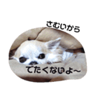 かわいいキキララルルスタンプ（個別スタンプ：2）