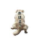 うちのミール君③（個別スタンプ：13）
