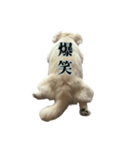うちのミール君③（個別スタンプ：27）