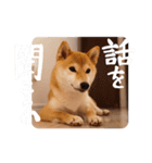 柴犬もみじっぽい6（個別スタンプ：3）