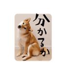 柴犬もみじっぽい6（個別スタンプ：12）