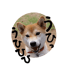 柴犬もみじっぽい6（個別スタンプ：13）