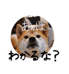 柴犬もみじっぽい6（個別スタンプ：15）