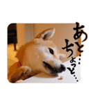 柴犬もみじっぽい6（個別スタンプ：22）