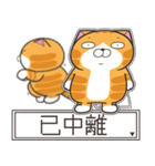 ランラン猫 50 (台湾版)（個別スタンプ：36）