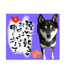 柴犬 黒柴きのこの日常13 お正月編（個別スタンプ：8）