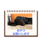 保護犬 リリ（個別スタンプ：5）