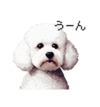 ドット絵 ビジョン フリーゼ 白 日常会話（個別スタンプ：32）