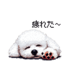 ドット絵 ビジョン フリーゼ 白 日常会話（個別スタンプ：38）