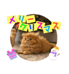 ねこまーち プレミアムプリンセス（個別スタンプ：13）