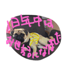 らきのきらきらスタンプ 年末年始編集（個別スタンプ：1）