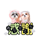 ぱんちょ＆ぽんちょ（個別スタンプ：5）