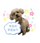 サーシャChan（個別スタンプ：3）