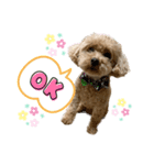 サーシャChan（個別スタンプ：4）