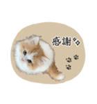 ＃ねここころのままに（個別スタンプ：2）