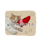 ＃ねここころのままに（個別スタンプ：3）
