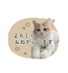 ＃ねここころのままに（個別スタンプ：4）