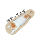 ＃ねここころのままに（個別スタンプ：6）