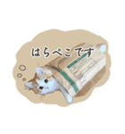 ＃ねここころのままに（個別スタンプ：7）