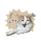 ＃ねここころのままに（個別スタンプ：8）