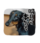 まろ犬モカ…心の声（個別スタンプ：1）