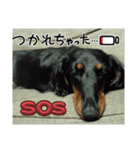 まろ犬モカ…心の声（個別スタンプ：3）