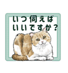 意外と使えるリアル猫の年末年始2024（個別スタンプ：10）