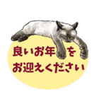 意外と使えるリアル猫の年末年始2024（個別スタンプ：16）