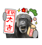 チンパンジーのお正月年賀スタンプ（個別スタンプ：5）