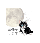 猫と星空⭐︎（個別スタンプ：19）