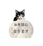 猫と星空⭐︎（個別スタンプ：20）