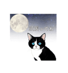 猫と星空⭐︎（個別スタンプ：22）