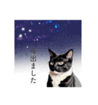 猫と星空⭐︎（個別スタンプ：24）