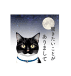 猫と星空⭐︎（個別スタンプ：31）