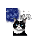 猫と星空⭐︎（個別スタンプ：37）